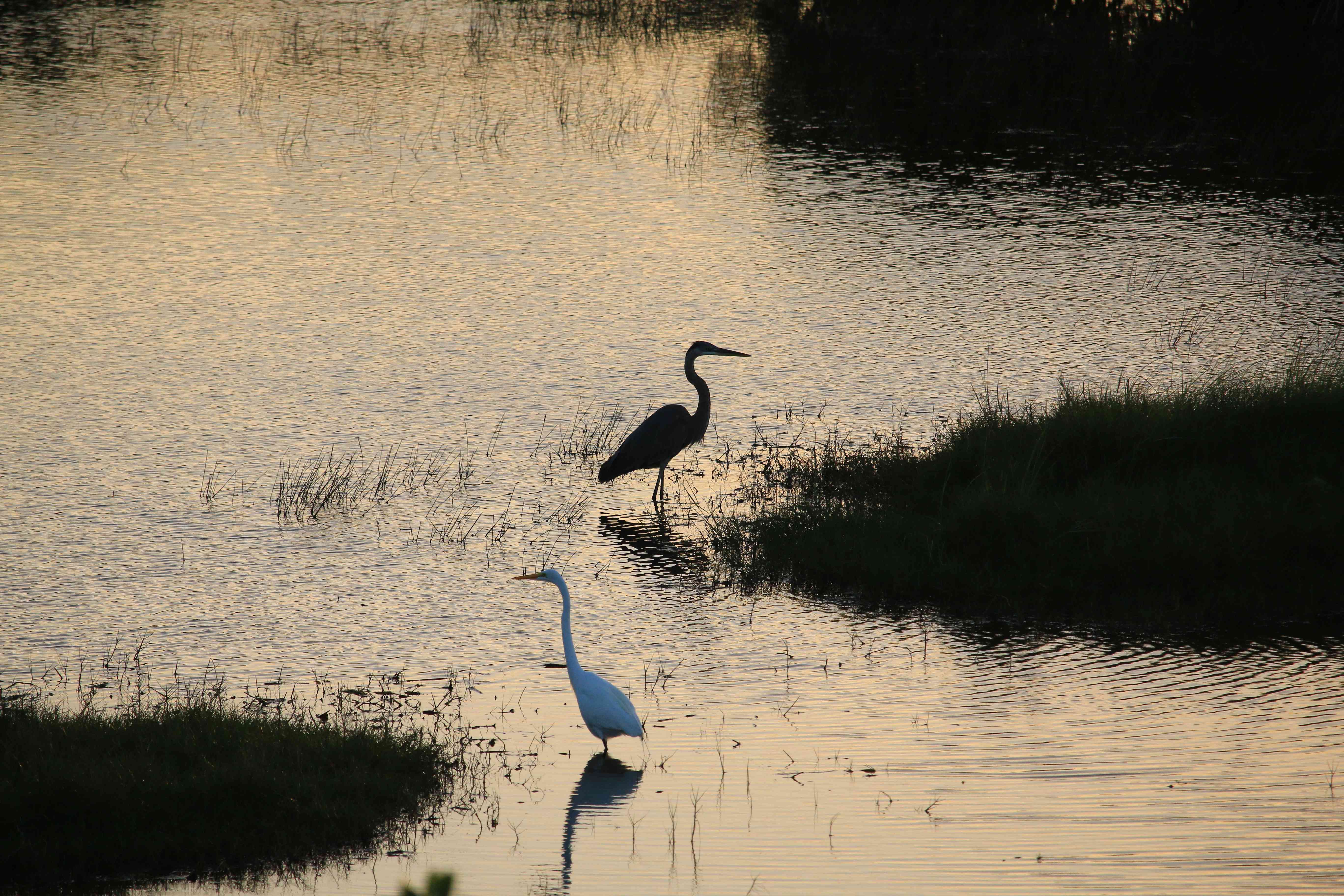 Birds at sunset